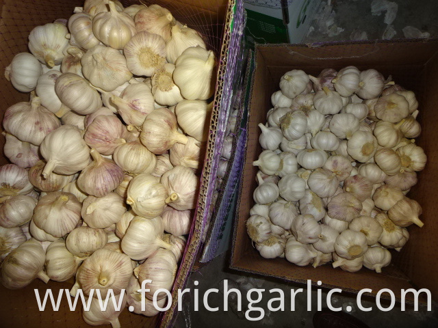 Best Quality New Crop Garlic